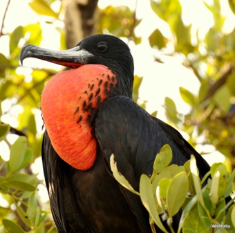 Fregata Magnificens by Wolfgang Piecha