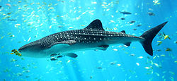 Whaleshark  at the Atlanta  Aquarium