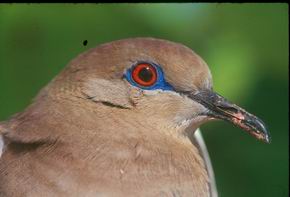 Wild pigeon