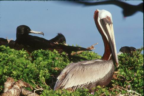 Brown male pelican and femal  frigate bird at nesting lagoon "Puerto Viejo"