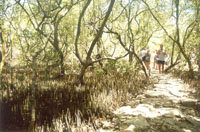 Path to the nesting lagoon